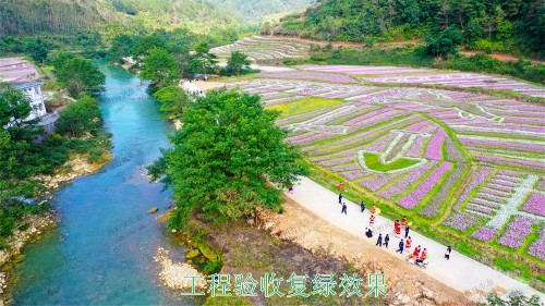 广西百色市景区花海种植