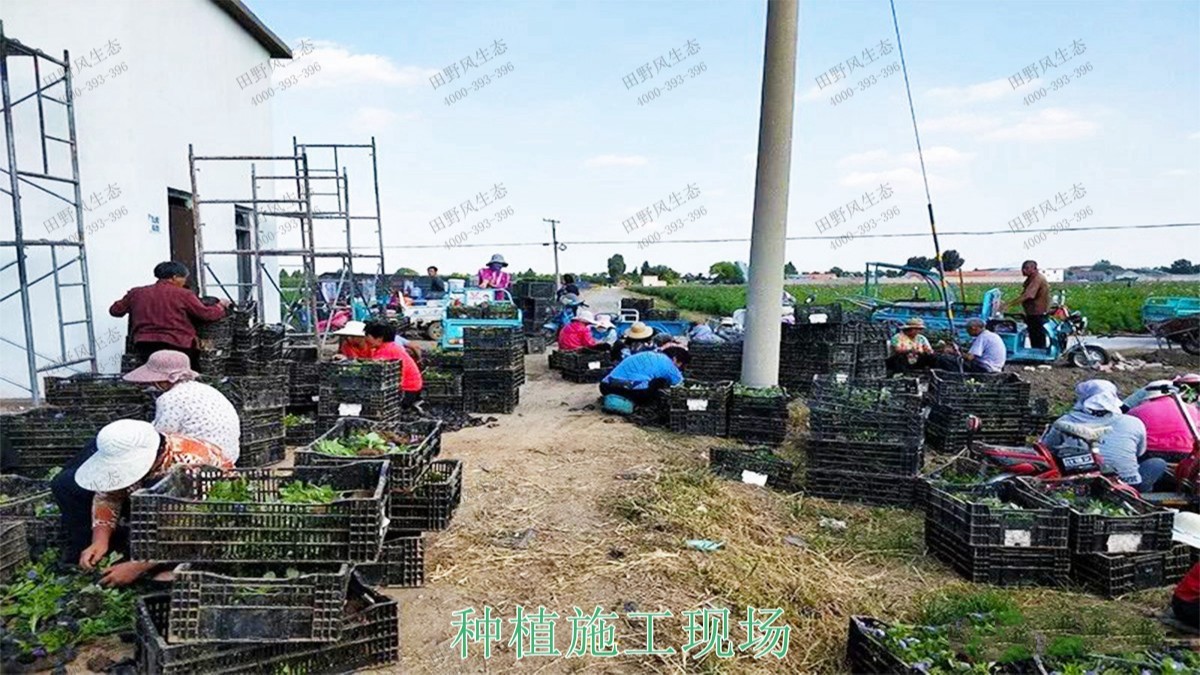 广西百色市景区花海种植