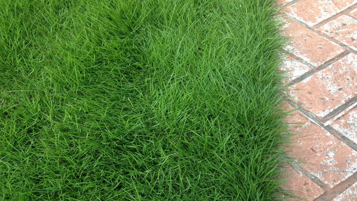 马尼拉草种子种植方法及养护管理技巧