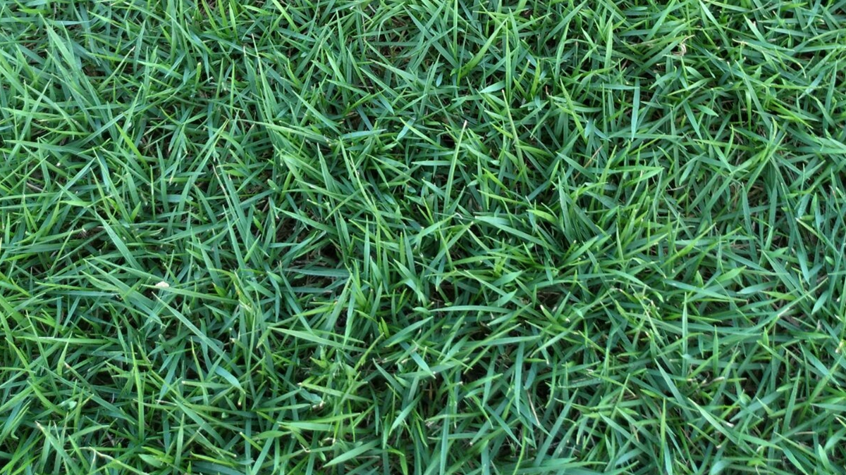马尼拉草种子种植方法及养护管理技巧