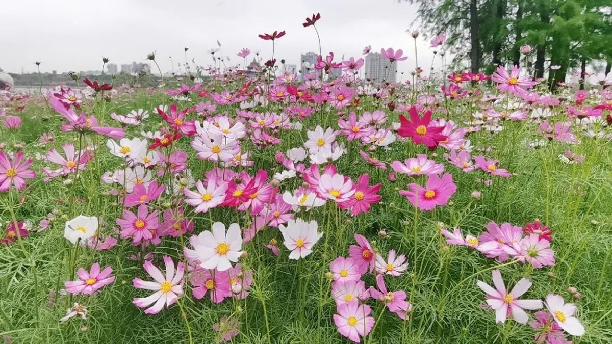 波斯菊种子