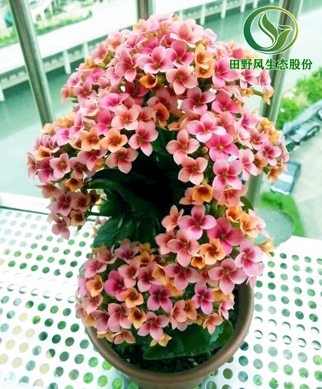 长寿花2