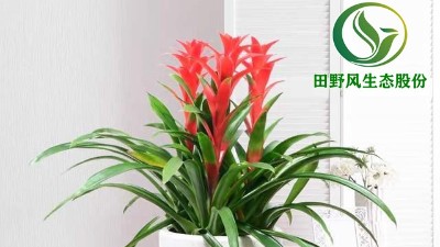 送你一朵小红花，年前养这些年花”寓意红红火火、喜庆吉祥！