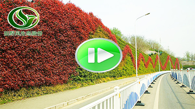 园林市政景观视频