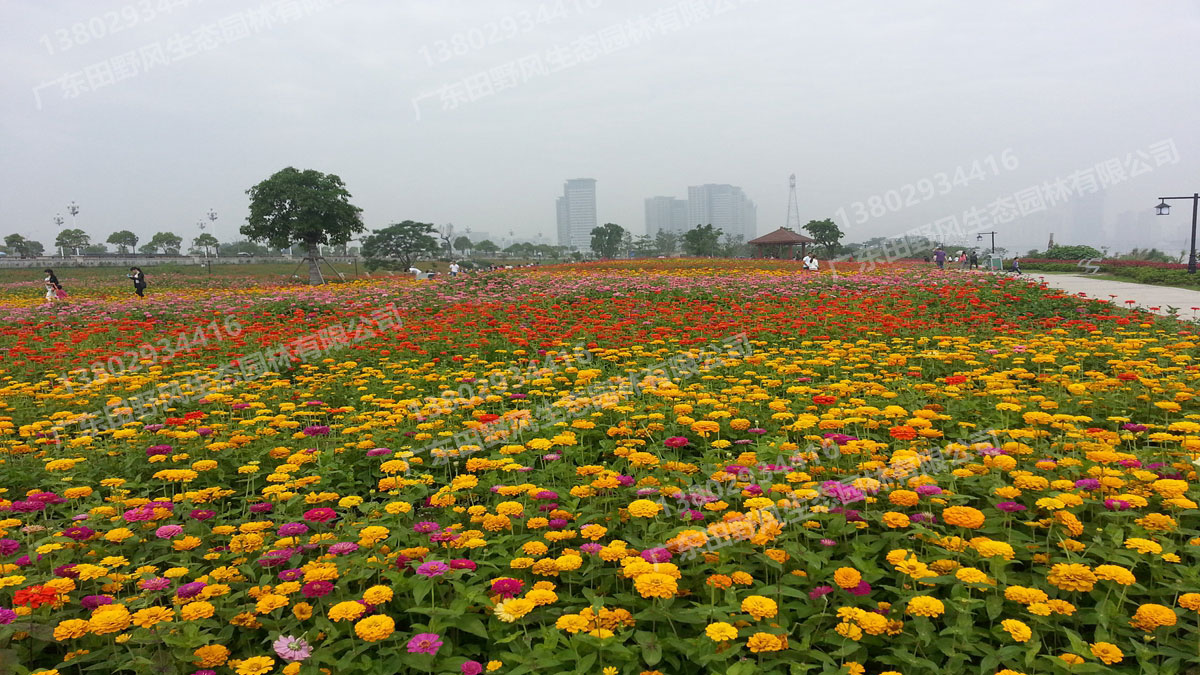 花海花种