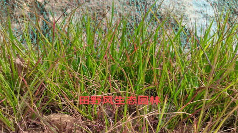 糖蜜草种子