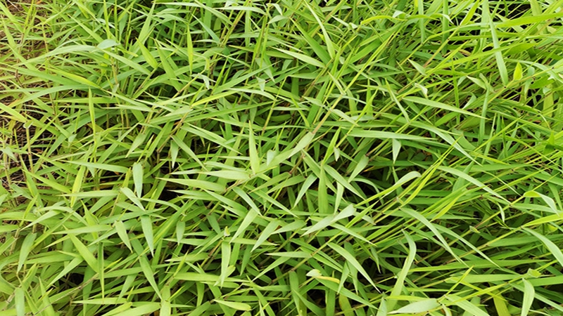 糖蜜草种子