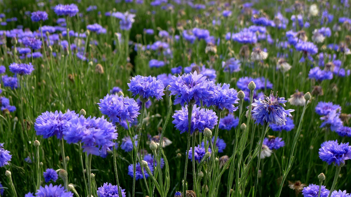 紫色矢车菊