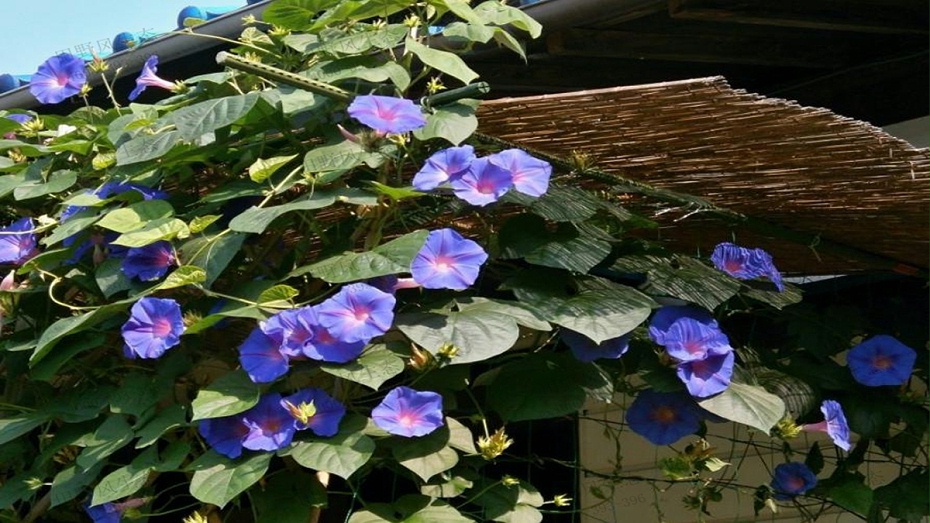 牵牛花花卉花种子种植