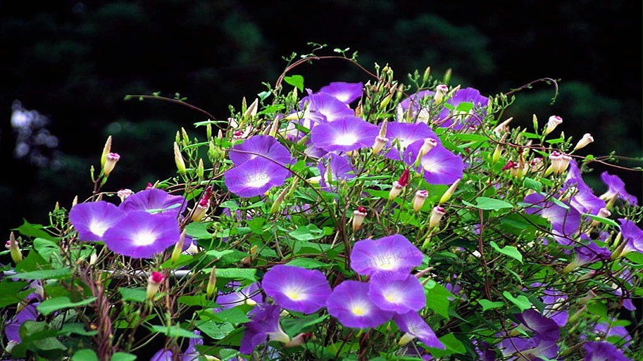 牵牛花种植