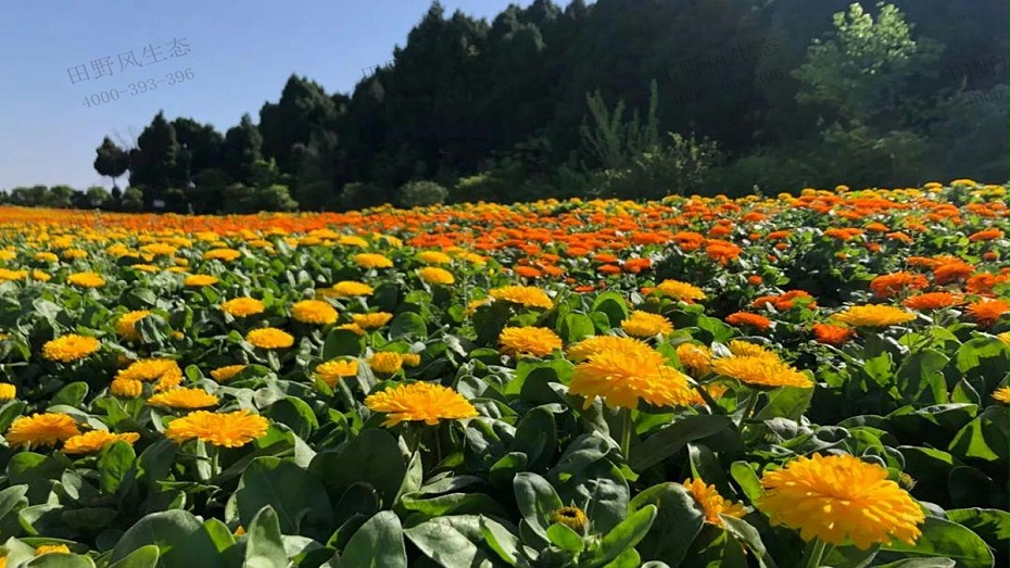 金盏菊花海