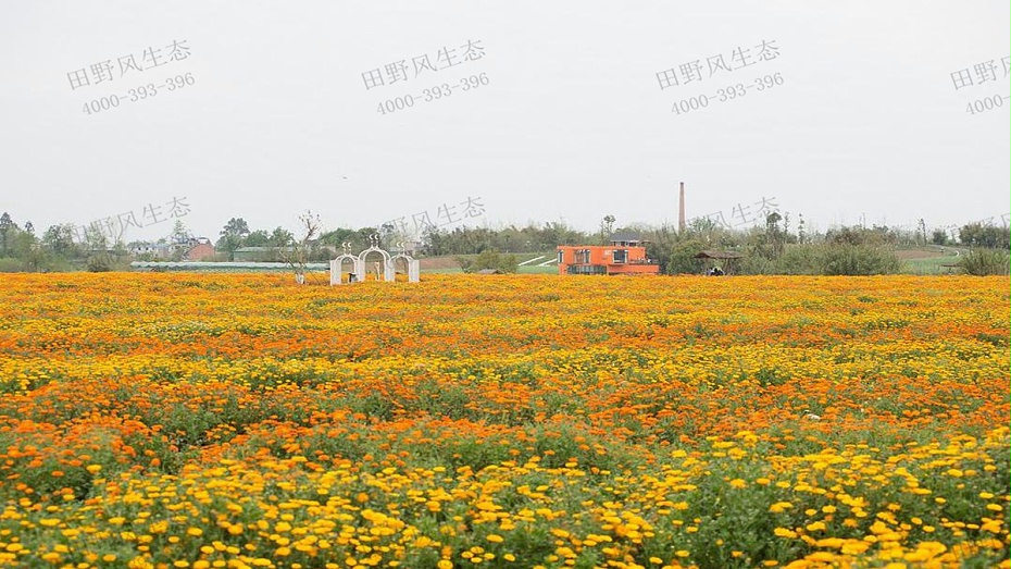 金盏菊花海