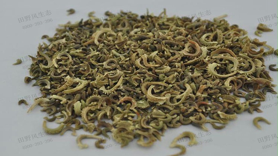 金盏菊种子