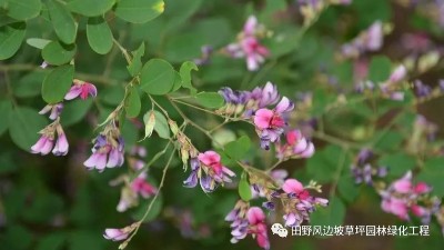 灌木种子批发——田野风生态建设