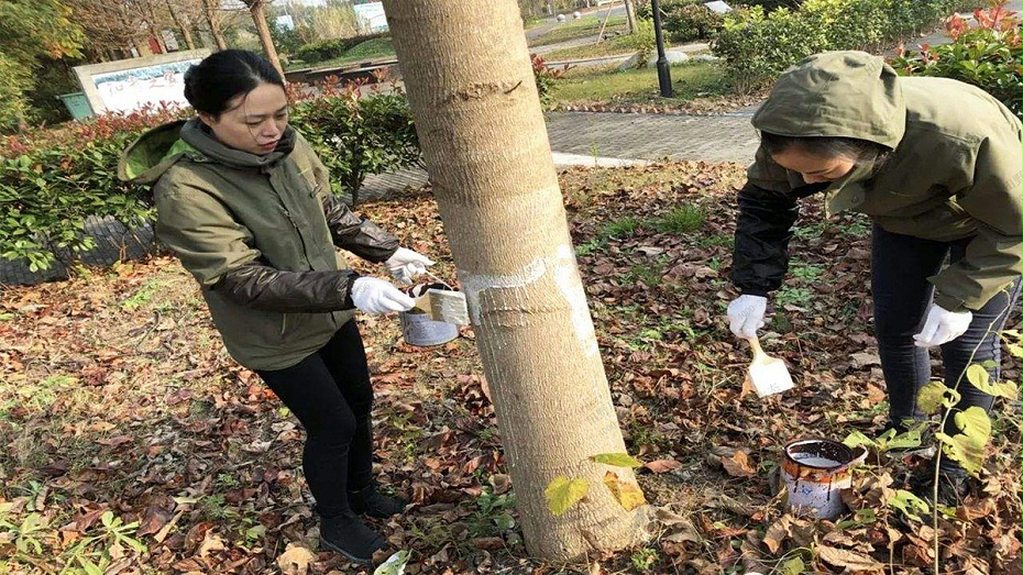 室外植树除虫