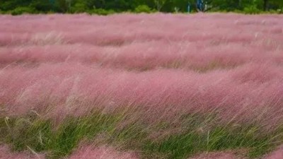 复绿草种如何选择？竟然比花还漂亮