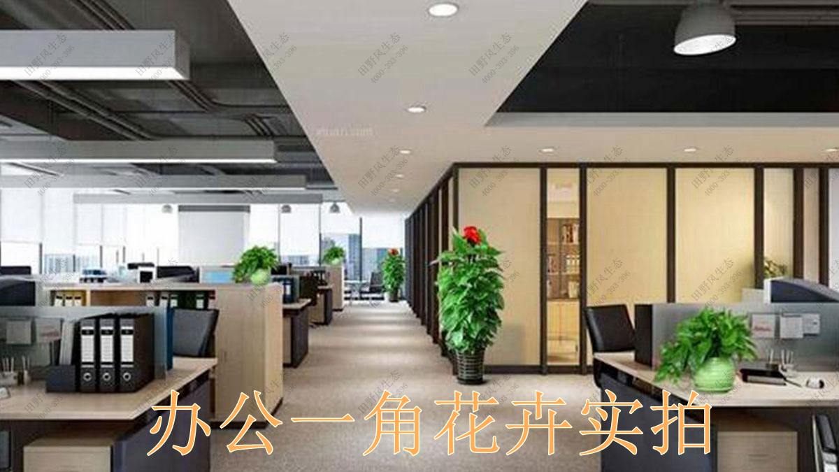 室内花卉租赁