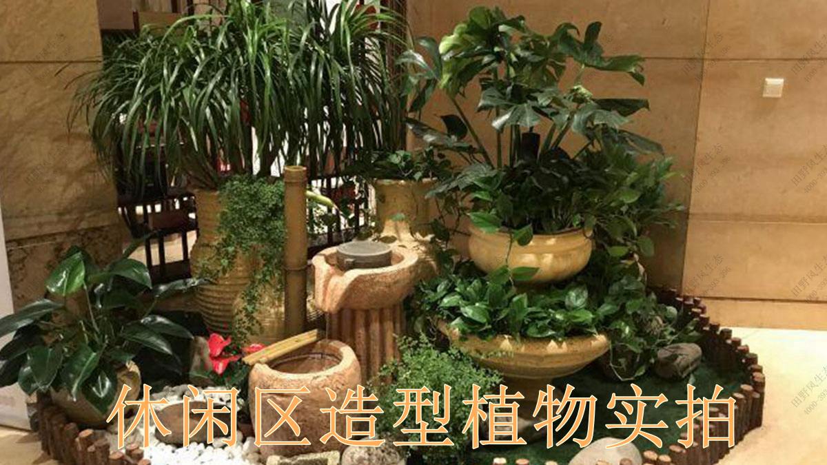 绿化出租