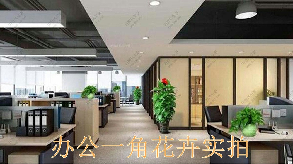 广州国际金融中心室内花卉租赁案例