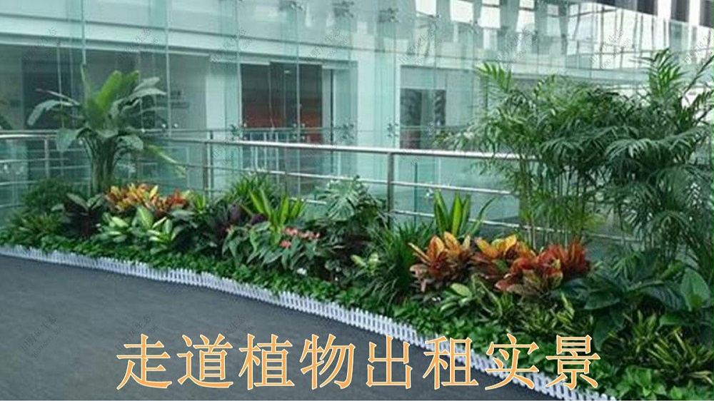 广州国际金融中心室内花卉租赁案例