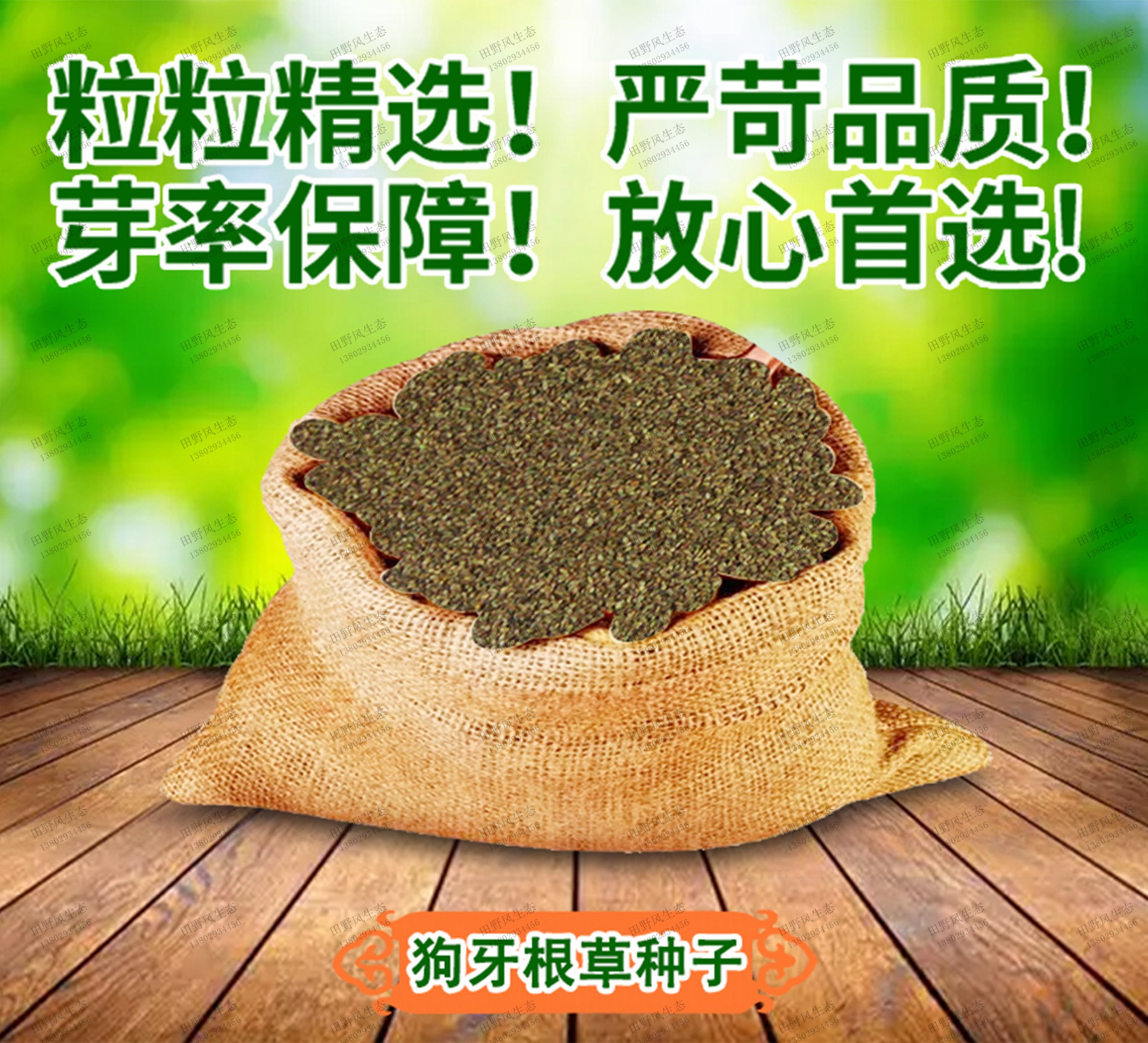 狗牙根草种籽