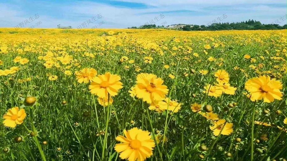 金鸡菊花种子