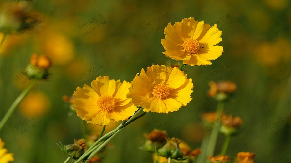 金鸡菊花种子