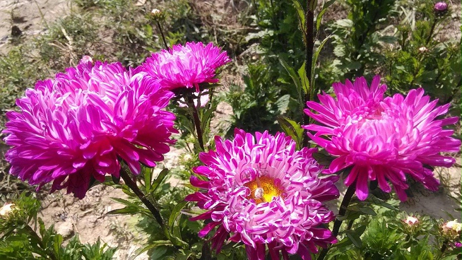 翠菊花卉花种子