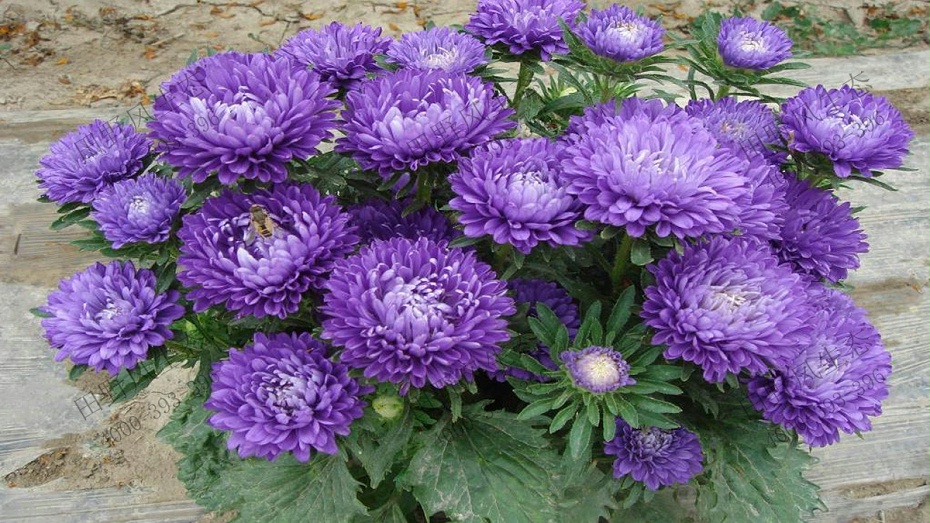 翠菊花卉花种子