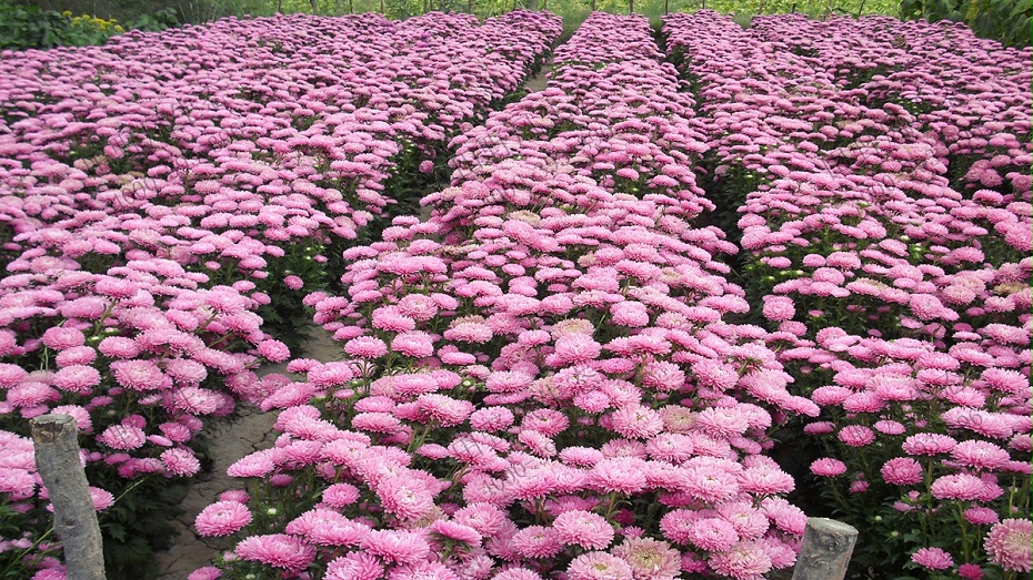 翠菊花卉花种子