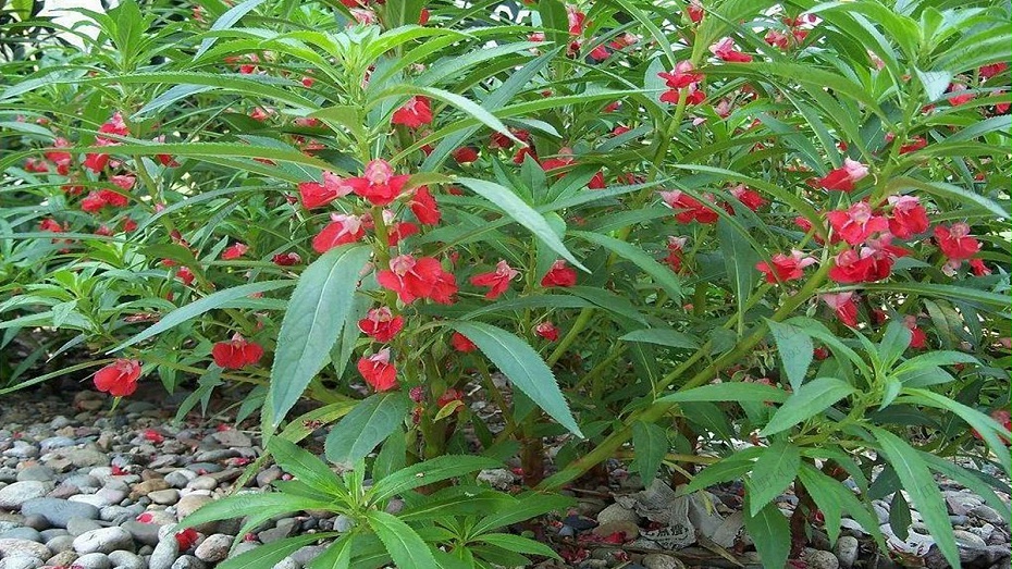 凤仙花花卉花种子