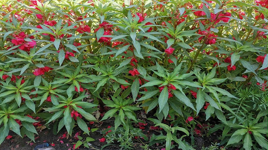凤仙花花卉花种子