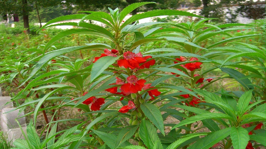 凤仙花花卉花种子