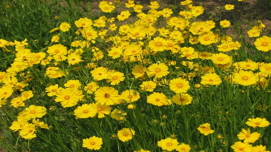 金鸡菊花种子