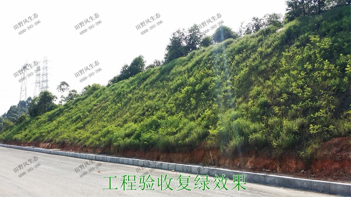 潮惠高速揭阳段高速公路边坡植草