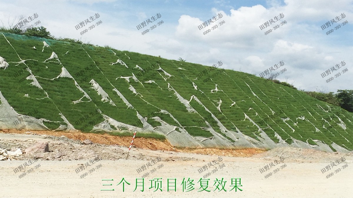 潮惠高速揭阳段高速公路边坡植草