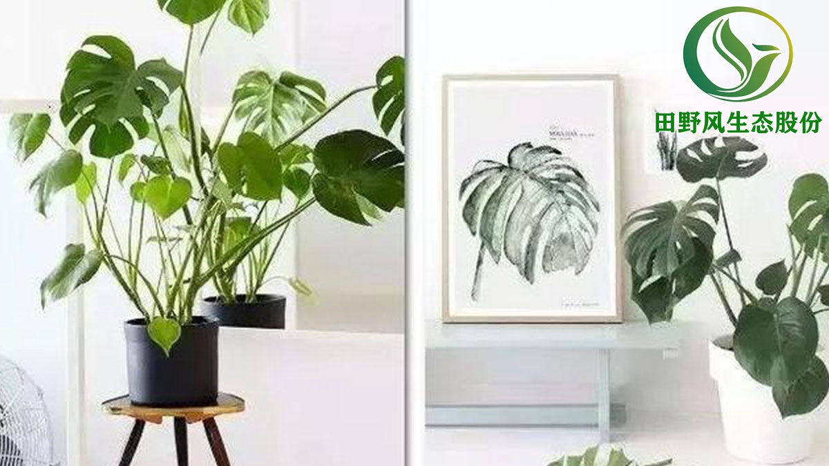 室内绿植租赁,办公室绿植养护