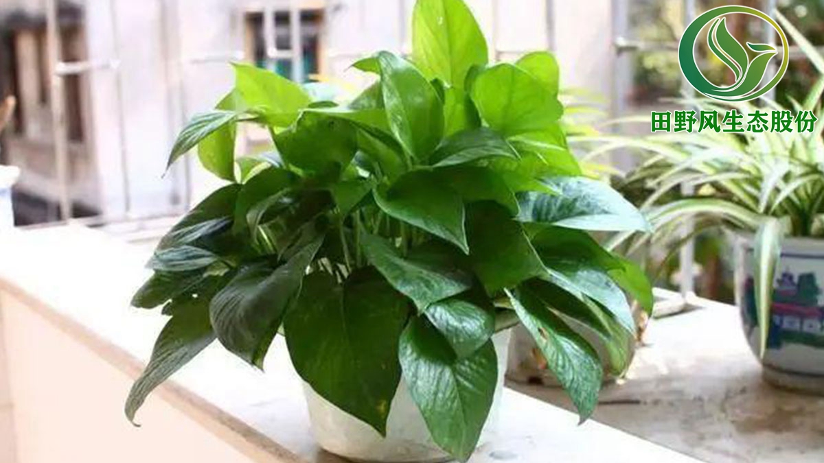 室内绿植租赁,办公室绿植养护