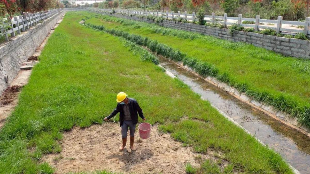 草坪补植