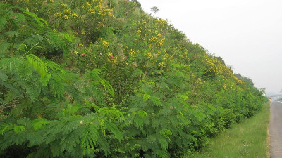 边坡绿化地被植物推荐