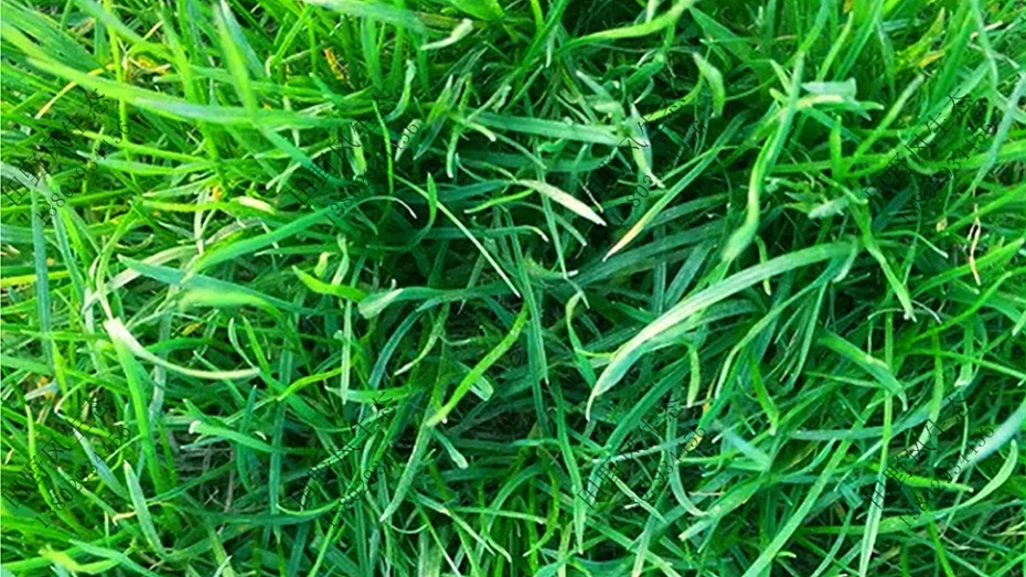 草种子批发