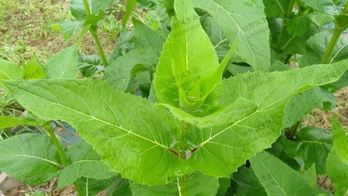 串叶松香草种子种植