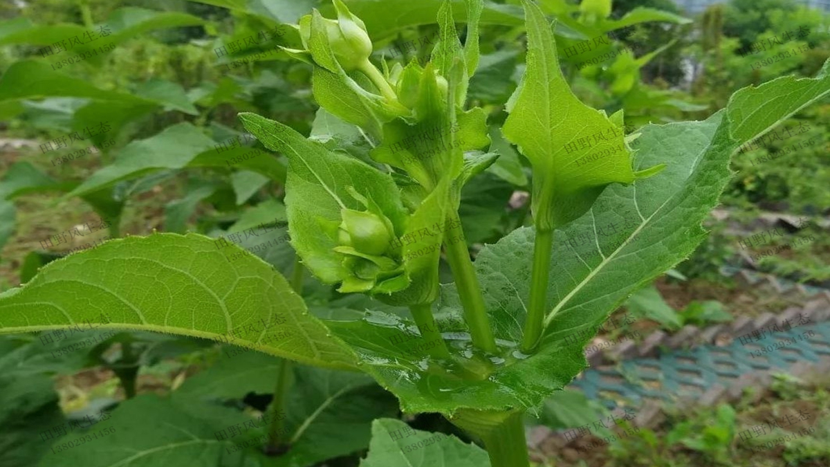 串叶松香草种子种植