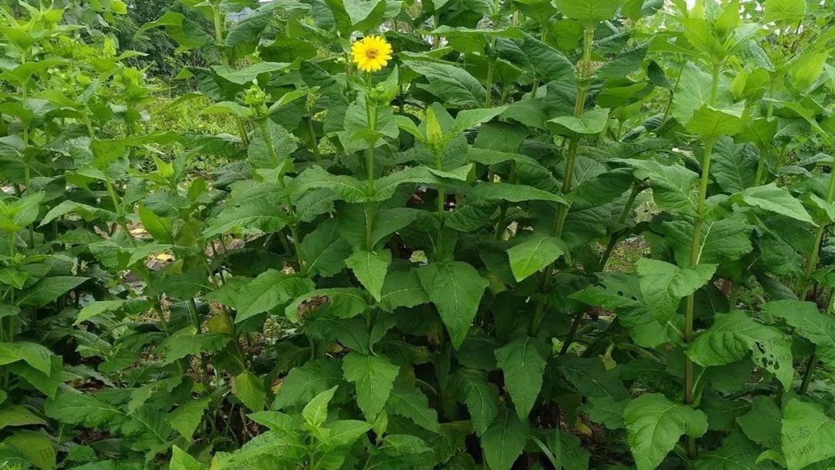 串叶松香草种子种植