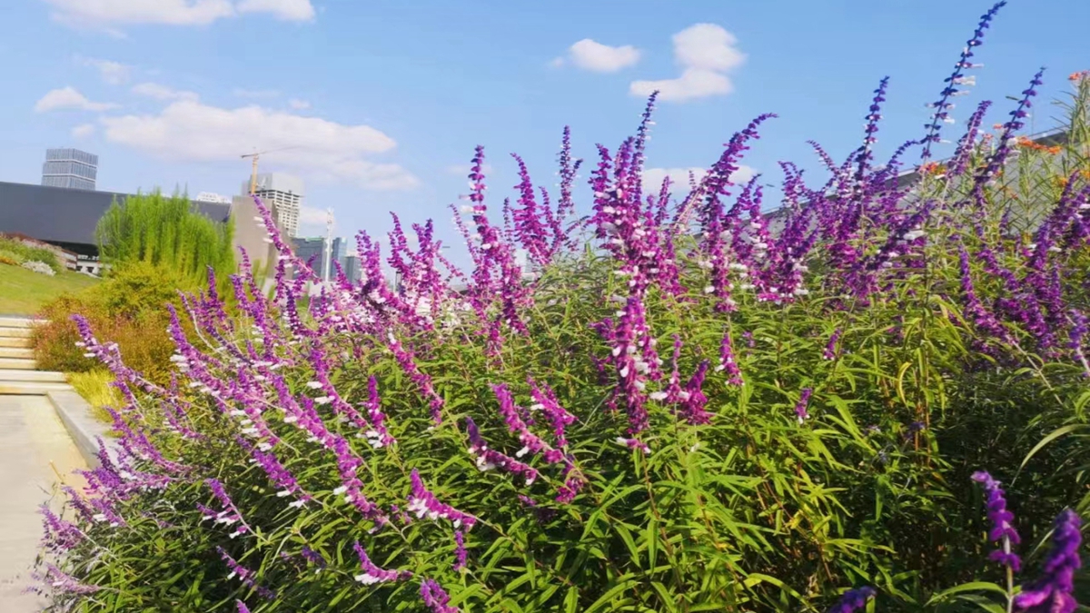 鼠尾草一年四季可以种植吗