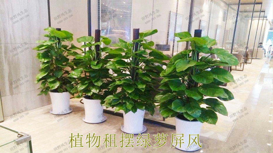 1植物租摆,绿萝