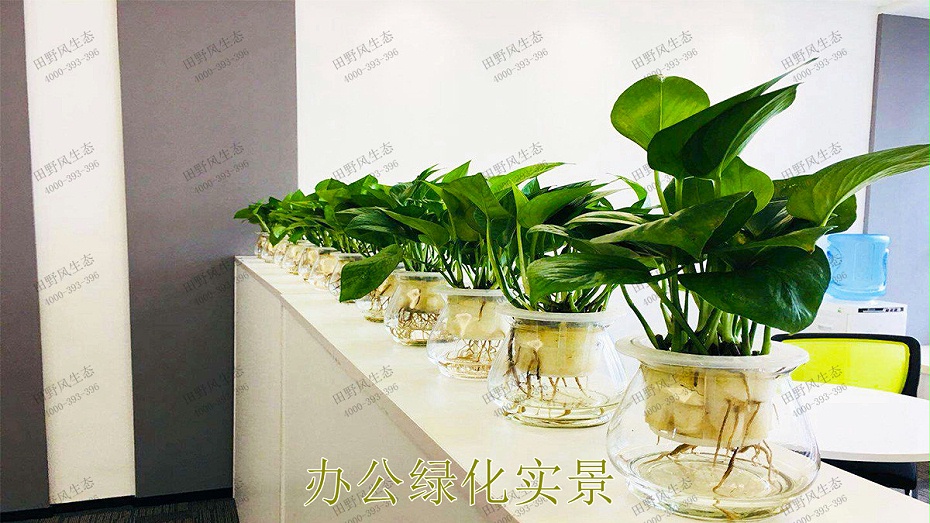 办公绿化实景