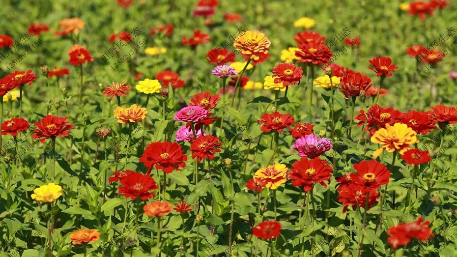 四季花开的花种子批发