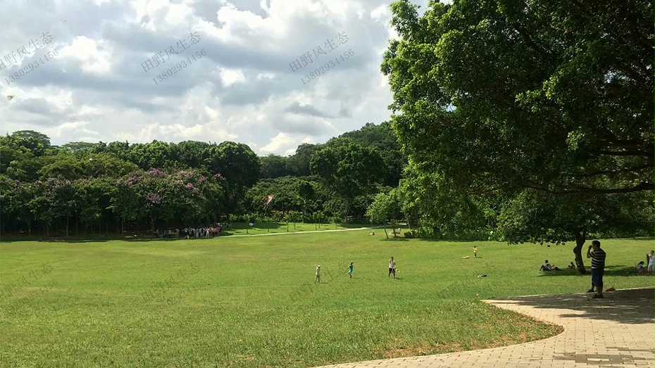 草坪建植与养护管理