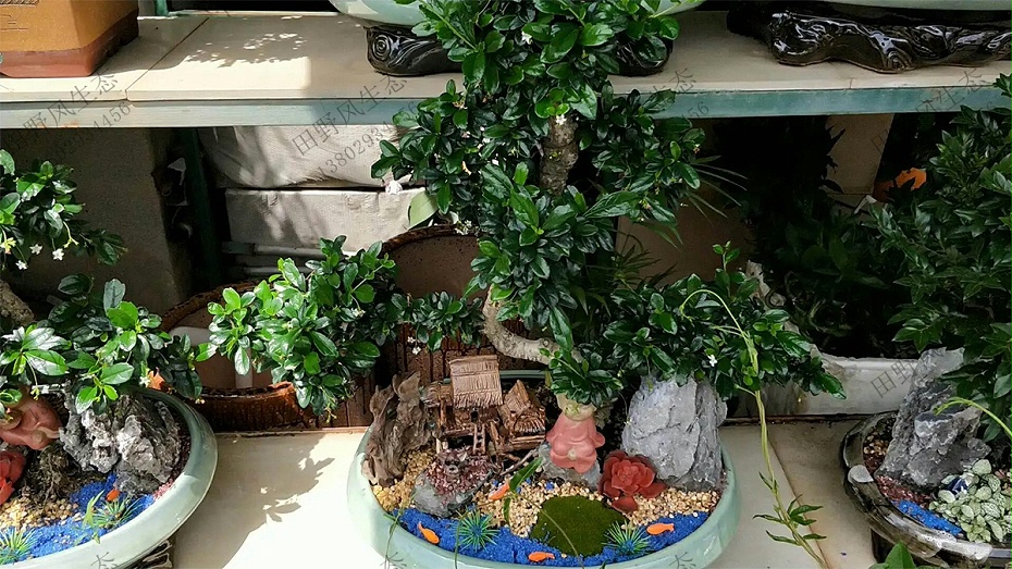 花卉租摆